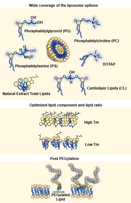 Plain Liposomes